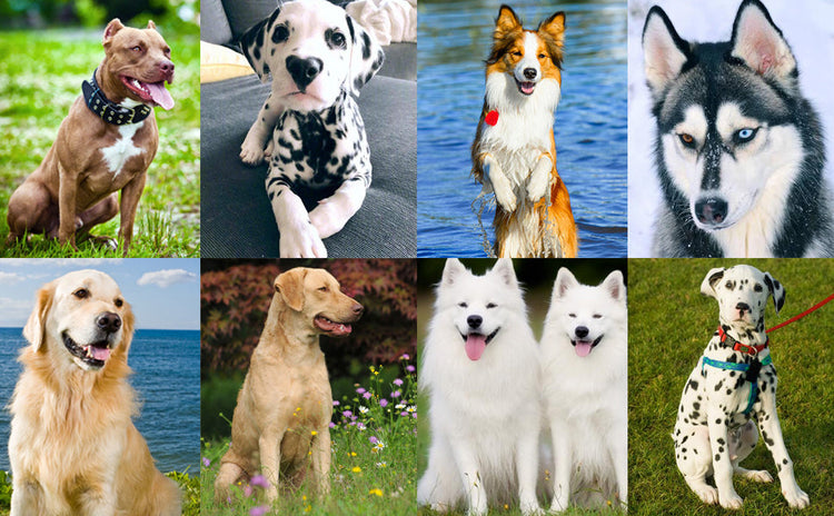 Dog Training Clicker Pet Cat Dog Click Trainer Various Style Aid Adjustable WristStrap Sound Key Chain Dog Repeller Pet
