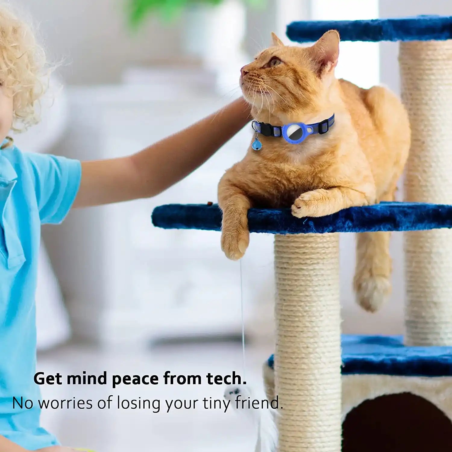 Orange cat wearing a blue collar with a tracker.