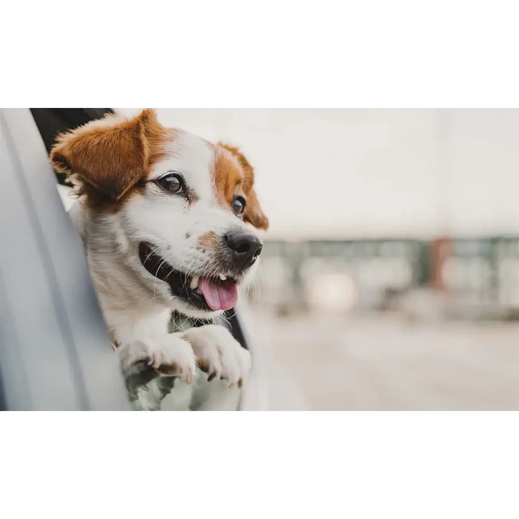 PETRAVEL Waterproof Dog Car Seat Hammock - pet car hammock