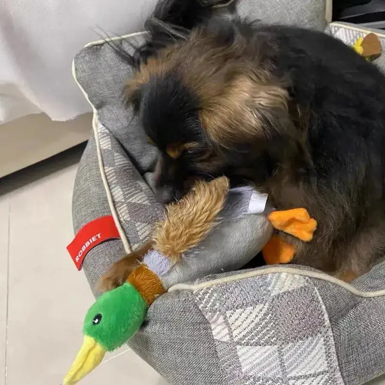Plush Squeaky Duck Toy for Dogs - Duck - dog toys