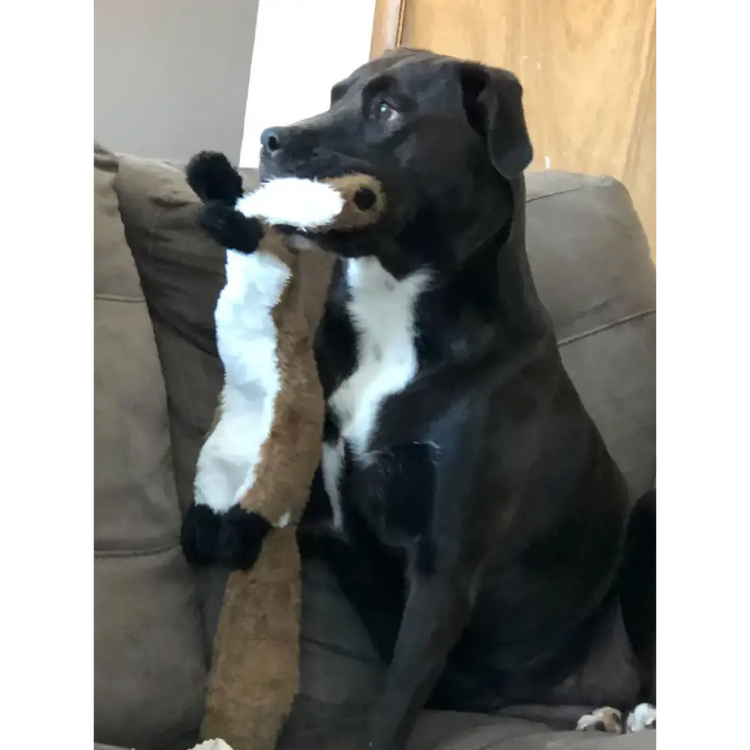 Stuffing-Free Plush Dog Toy – Squeaky & Crinkle Sound - dog toys