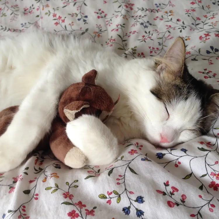 Pet Toys