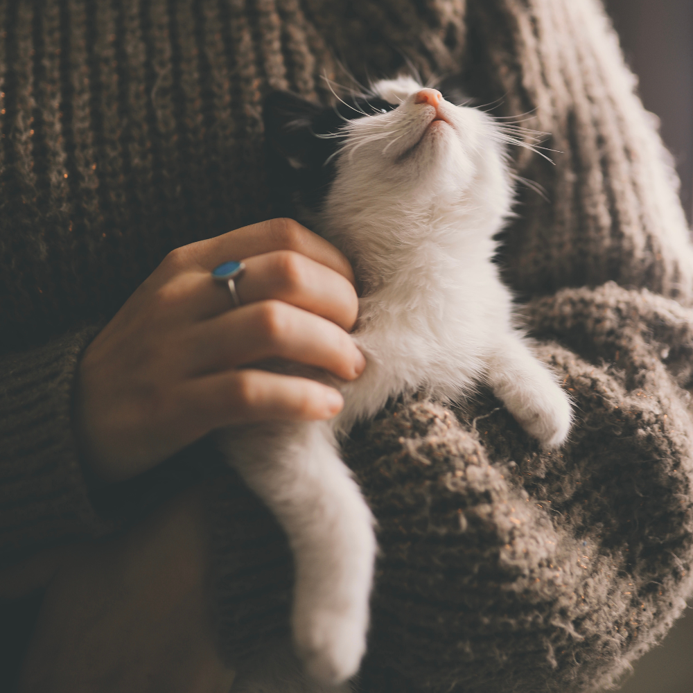 Shop Our New Pet Toys!