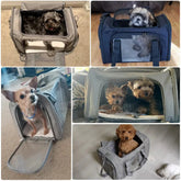 Airline-Approved Soft Pet Carrier Backpack - pet carrier