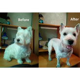 All-Metal Rechargeable Pet Hair Clipper - dog clipper