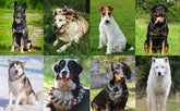 Dog Training Clicker Pet Cat Dog Click Trainer Various Style Aid Adjustable WristStrap Sound Key Chain Dog Repeller Pet