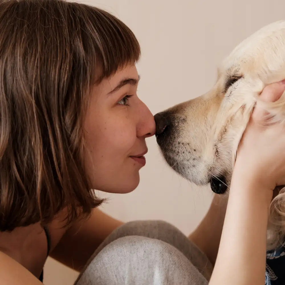 Golden retriever dog with soft fur and gentle expression, held by person in casual attire.