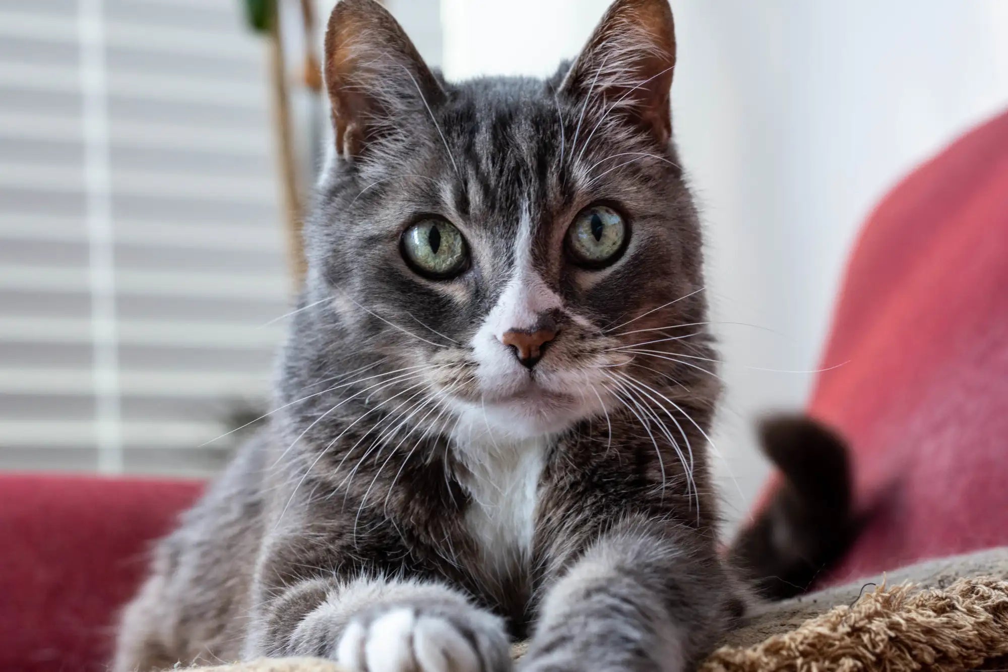 Gray tabby cat with green eyes, sitting on a red cushion.