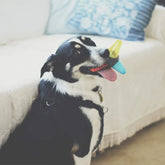 Pet Rubber Bouncing Toy Dog Chew Toy Light up Ball Squeaky Toy Bite Resistant Irregular Shape Toy