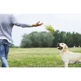 Pet Squeaky Toy Dog Toys Bite Resistant Plush Parrot Shaped Dog Rope Toys Chew Toy with Sound - Green