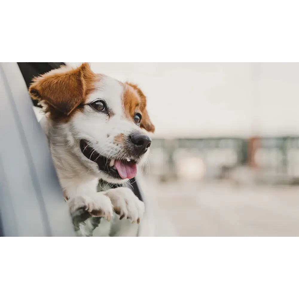 PETRAVEL Waterproof Dog Car Seat Hammock - pet car hammock