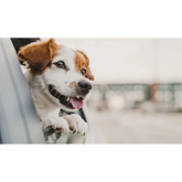 PETRAVEL Waterproof Dog Car Seat Hammock - pet car hammock