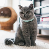 Pink Suede Rhinestone Cat Collar with Bell - cat collar