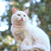 Pink Suede Rhinestone Cat Collar with Bell - cat collar