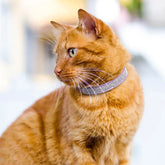 Pink Suede Rhinestone Cat Collar with Bell - cat collar