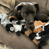 Stuffing-Free Plush Dog Toy – Squeaky & Crinkle Sound - dog toys