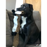 Stuffing-Free Plush Dog Toy – Squeaky & Crinkle Sound - dog toys
