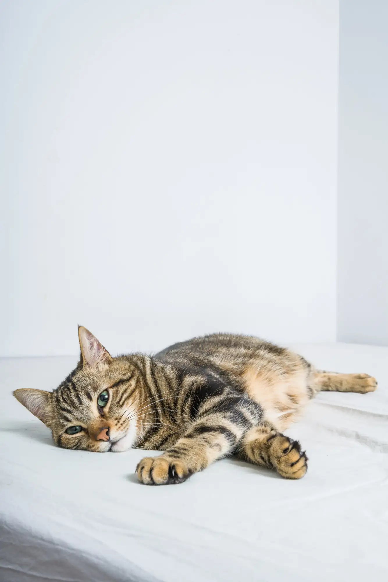 Tabby cat with striped fur resting on a white surface.
